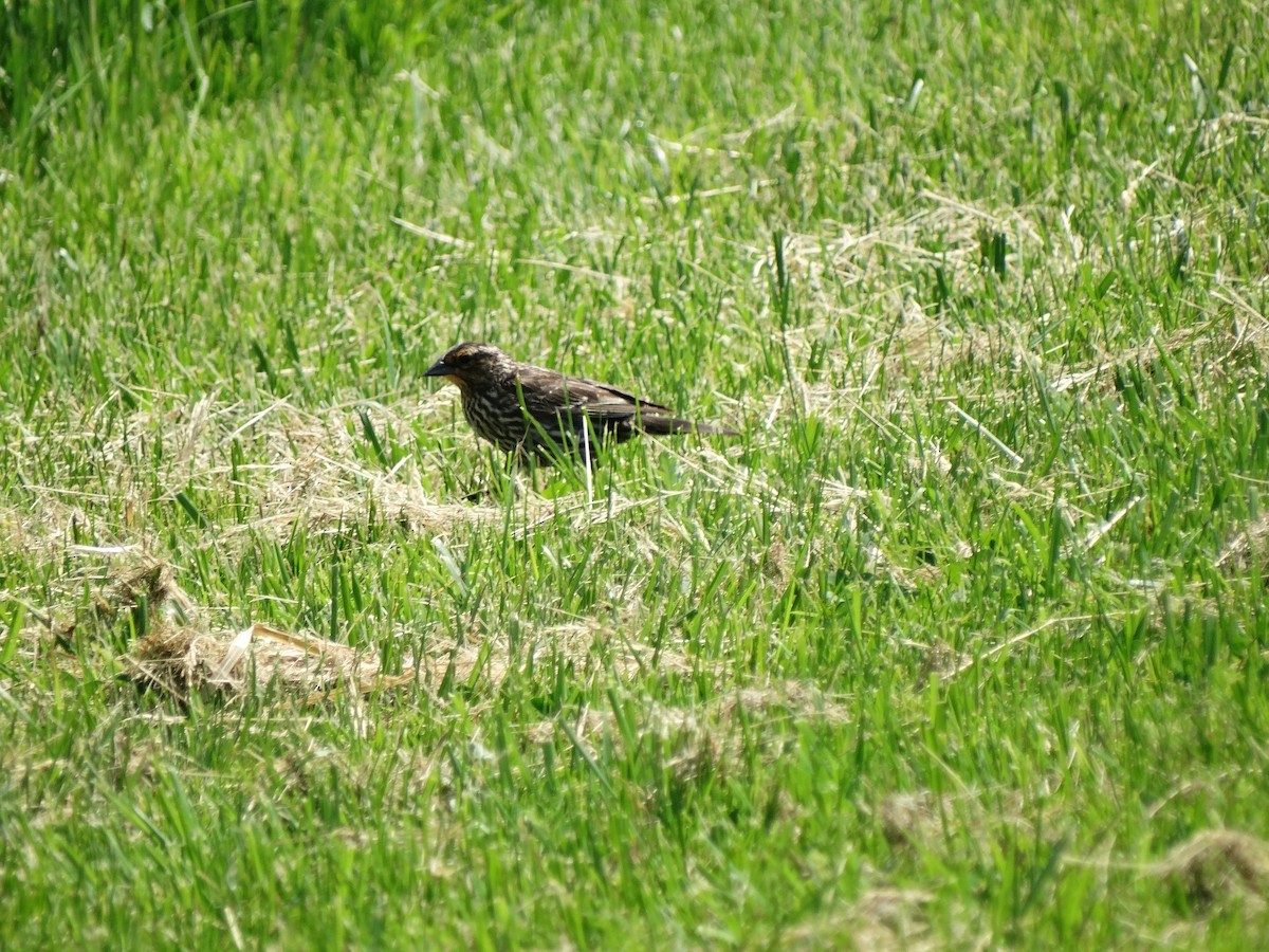 Red-winged Blackbird - Jeffrey Sharpe