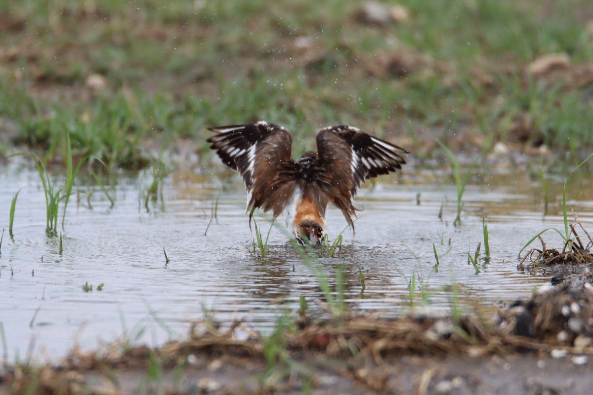 Killdeer - John Keegan