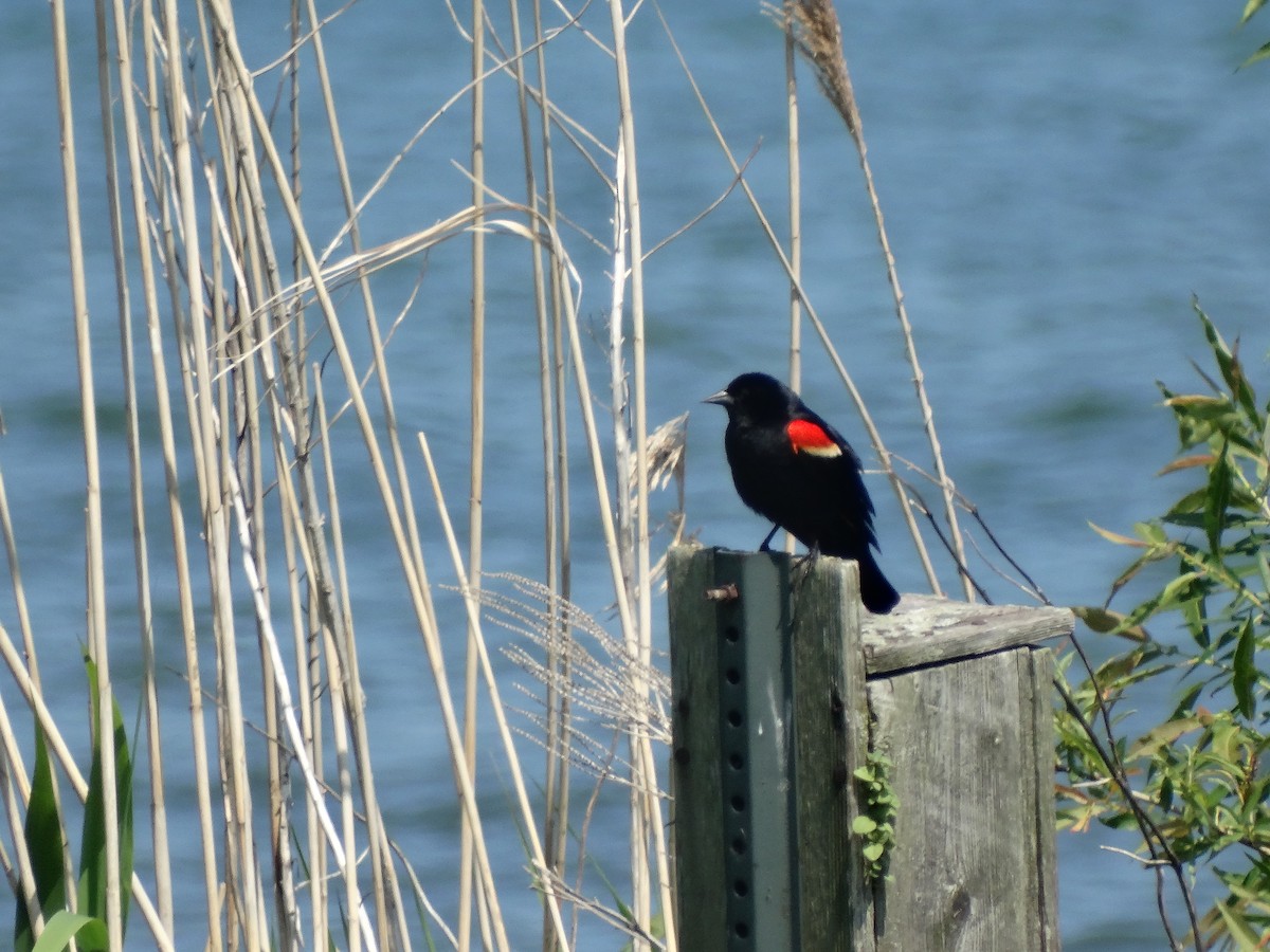 Red-winged Blackbird - Jeffrey Sharpe