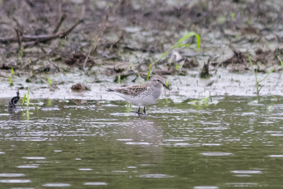 White-rumped Sandpiper - Adam Leisenring