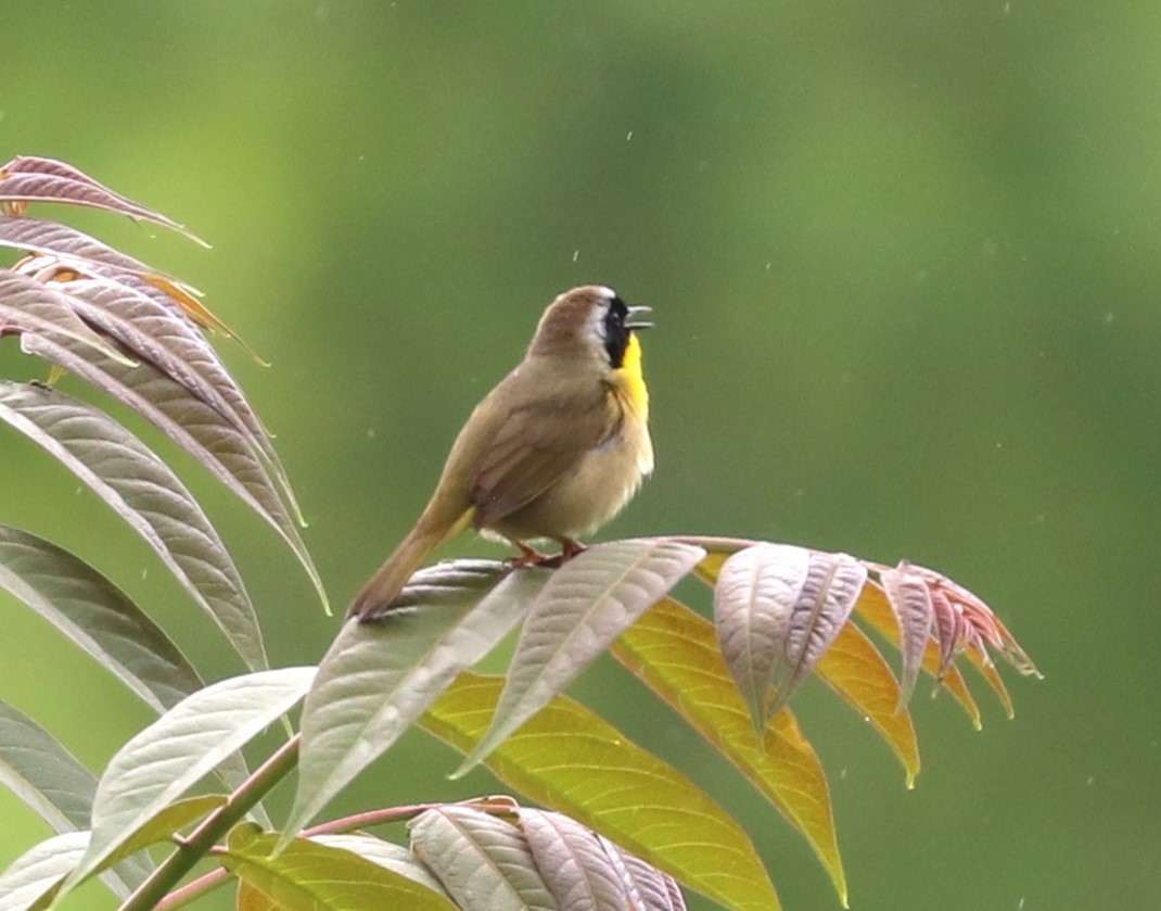 Common Yellowthroat - ML619249585