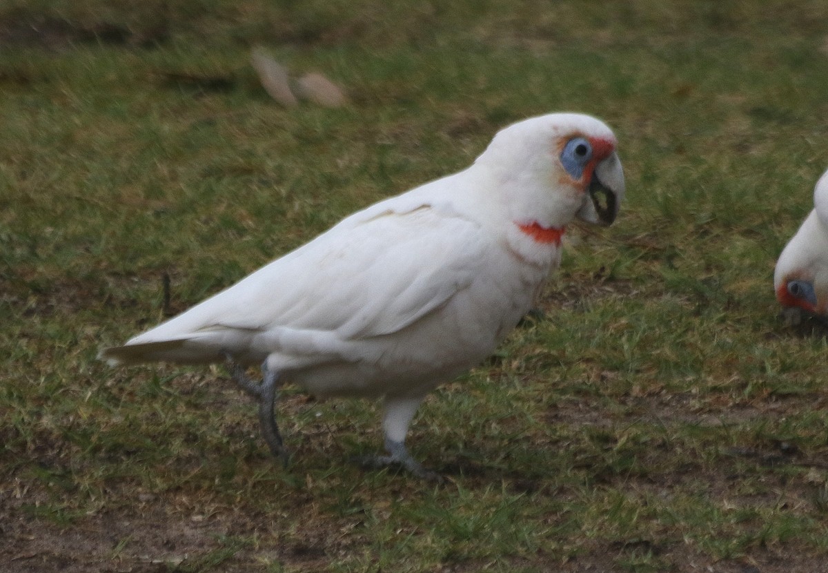 Long-billed Corella - ML619249589