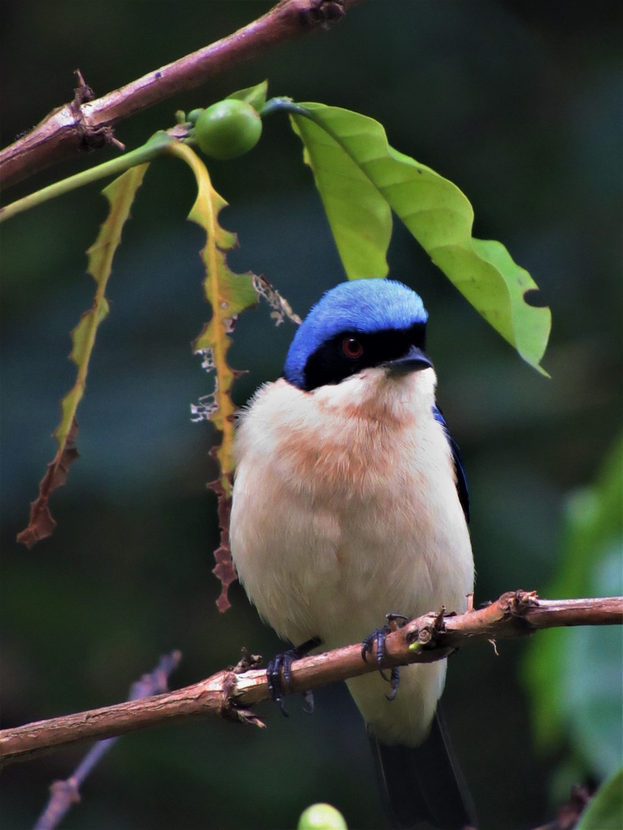 Fawn-breasted Tanager - Luis Moreno