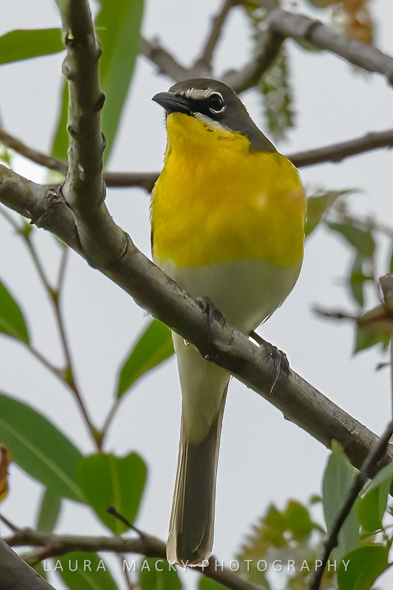 Yellow-breasted Chat - Laura Macky