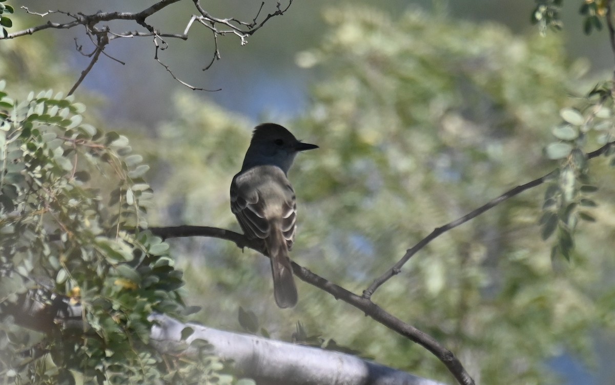 Ash-throated Flycatcher - Ryan O'Donnell