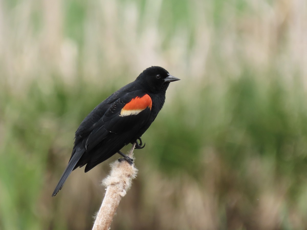 Red-winged Blackbird - Chris Morrison