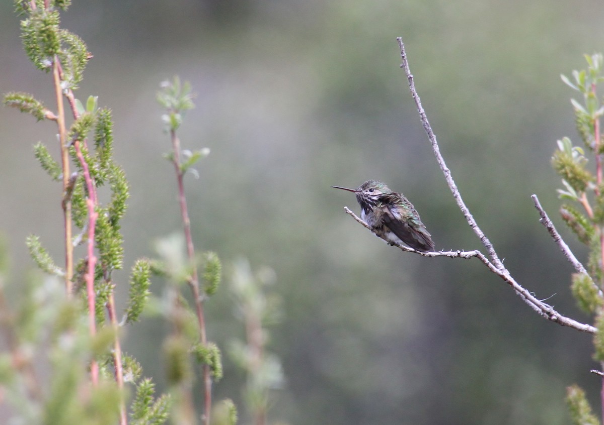 Calliope Hummingbird - Jared Peck