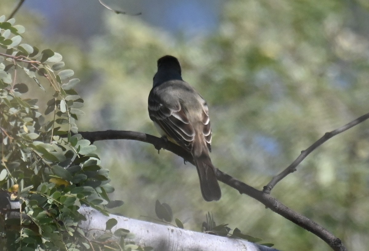 Ash-throated Flycatcher - Ryan O'Donnell