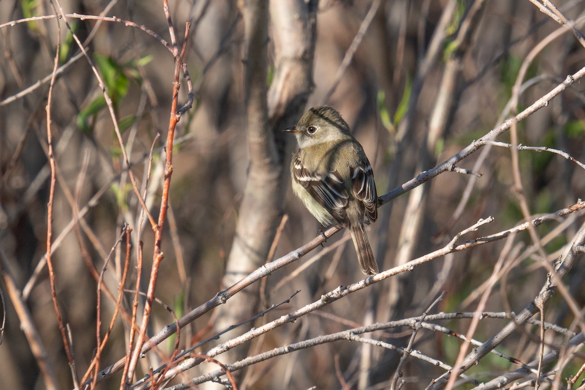 Least Flycatcher - Jason Cole