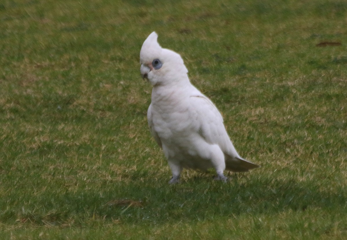 Little Corella - David  Mules