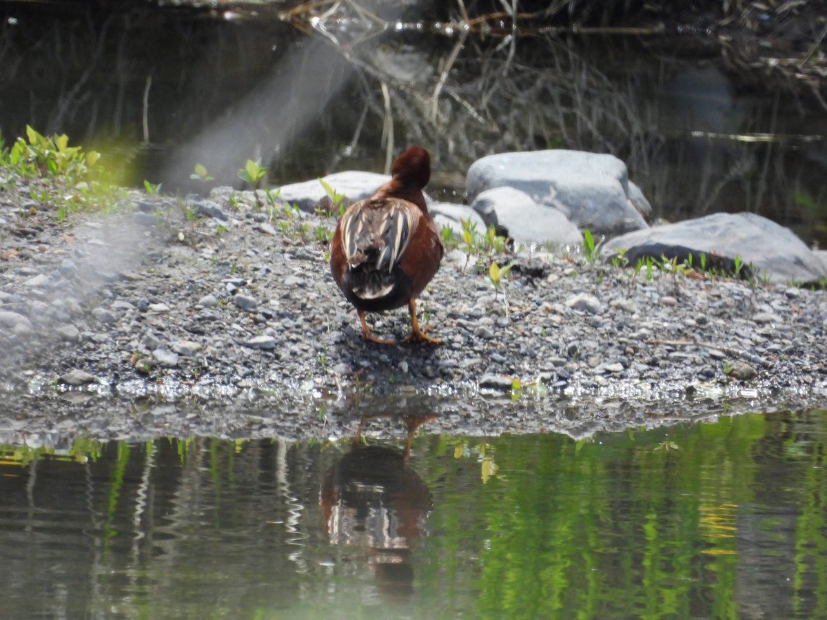 Cinnamon Teal - Sharon Dewart-Hansen