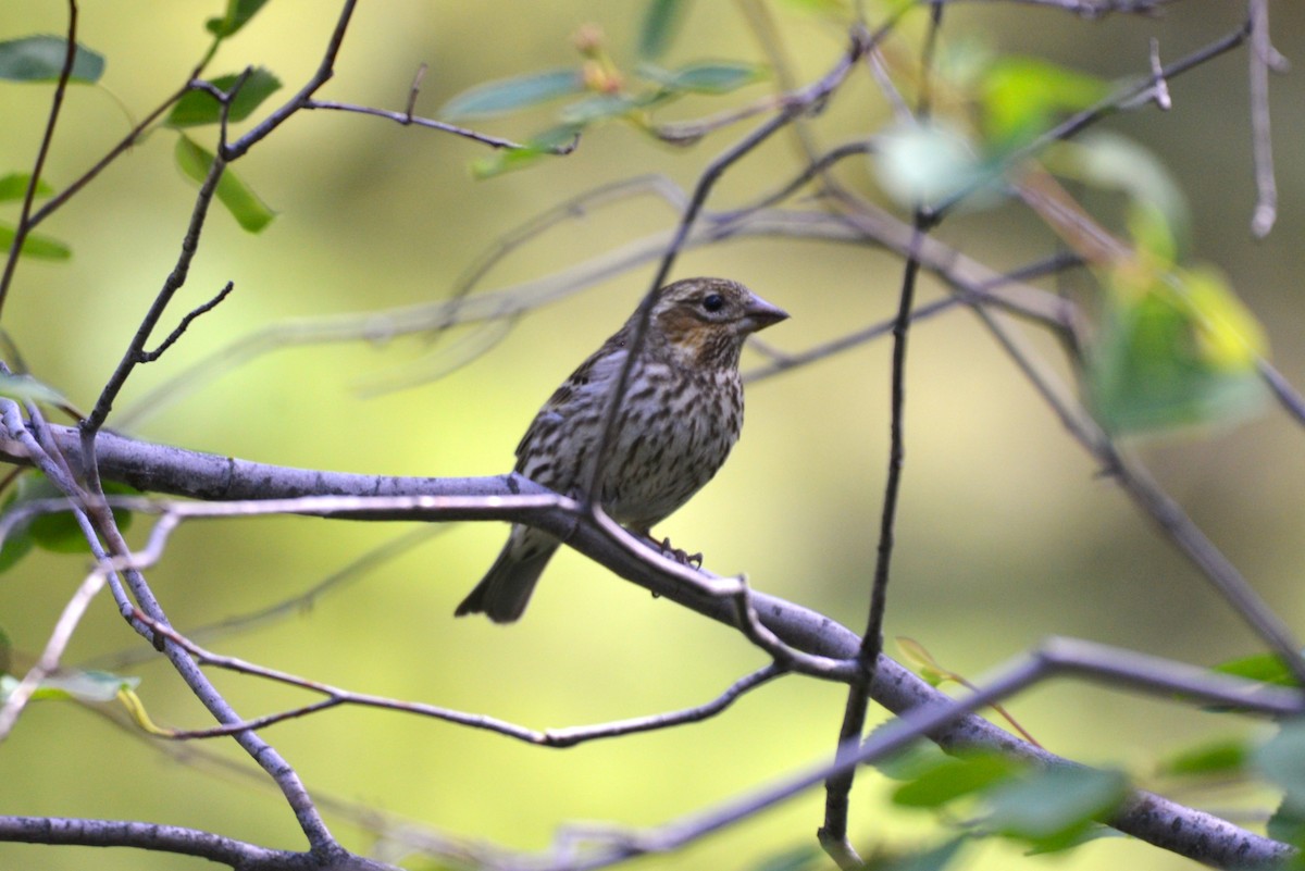 Cassin's Finch - ML619249623