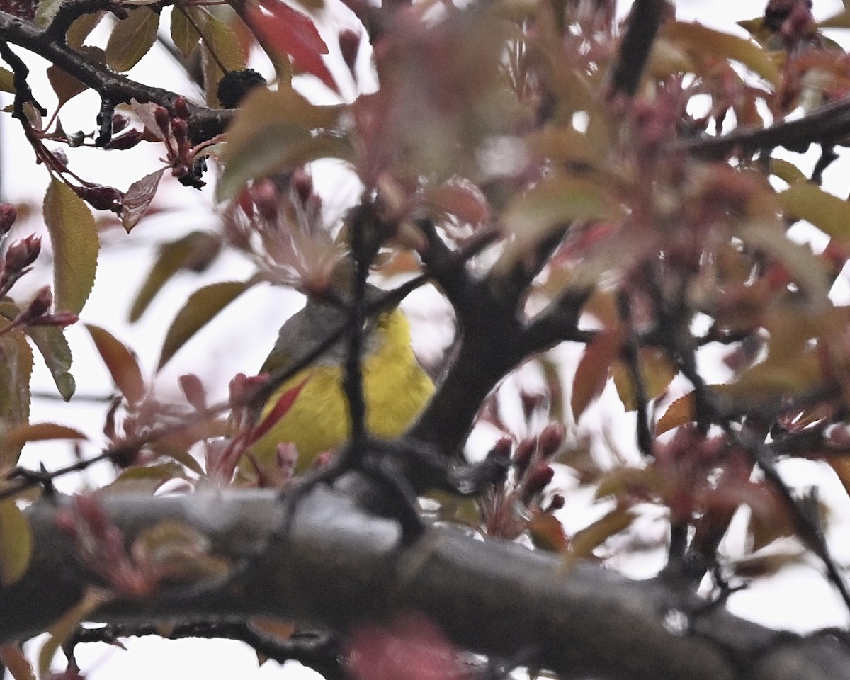 Nashville Warbler - Joe Wujcik