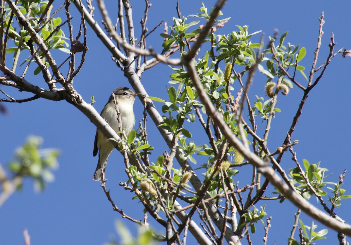 Warbling Vireo - Jared Peck