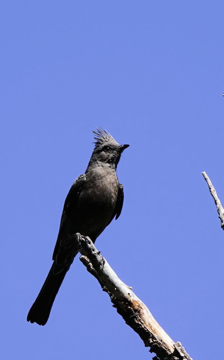 Phainopepla - Marie Ostrander