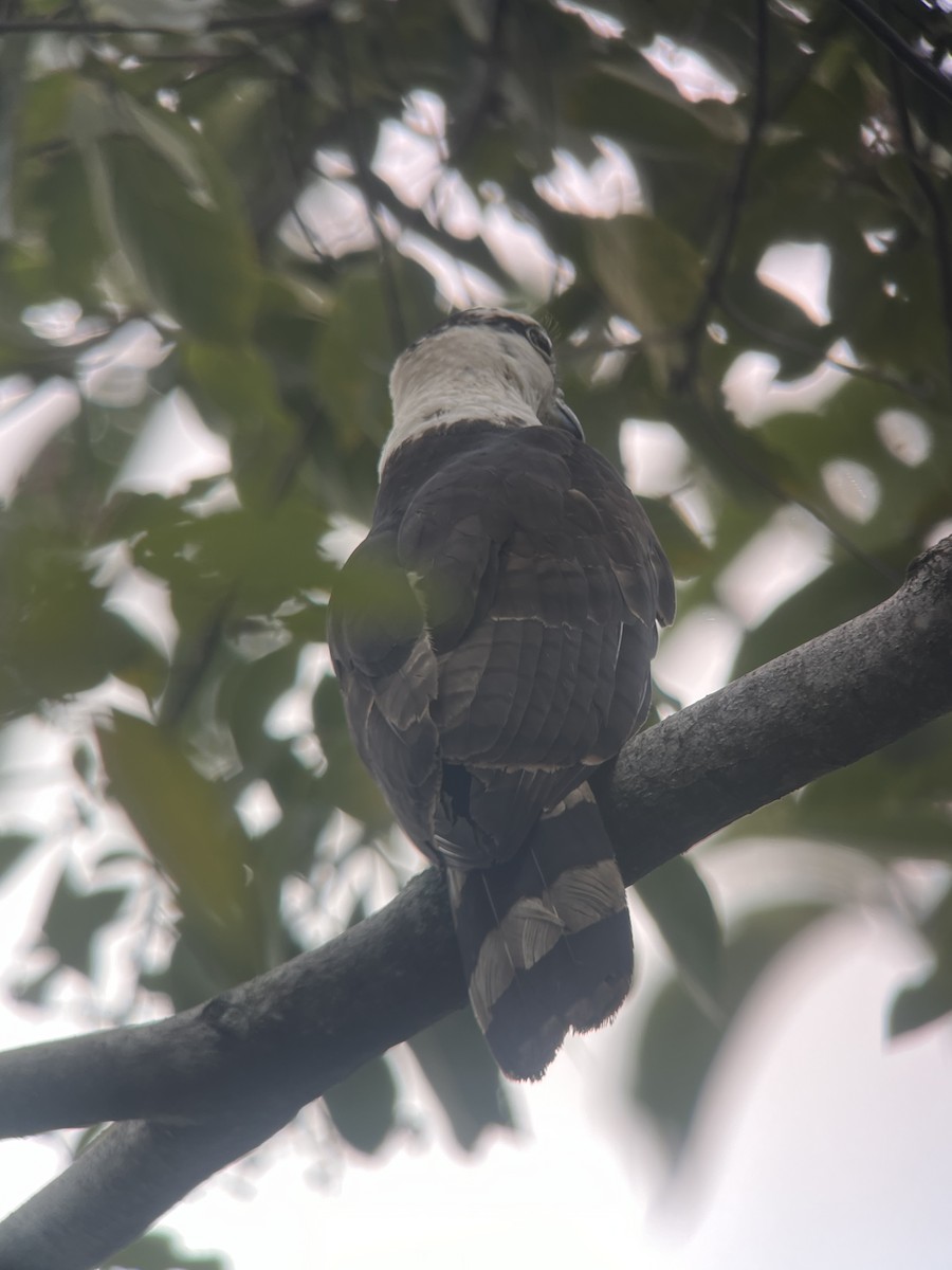 Gray-headed Kite - Brenda Sánchez