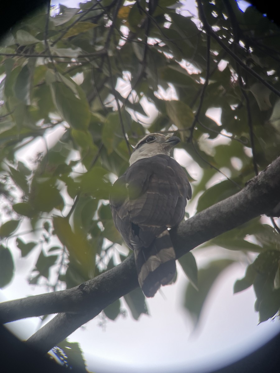 Gray-headed Kite - Brenda Sánchez