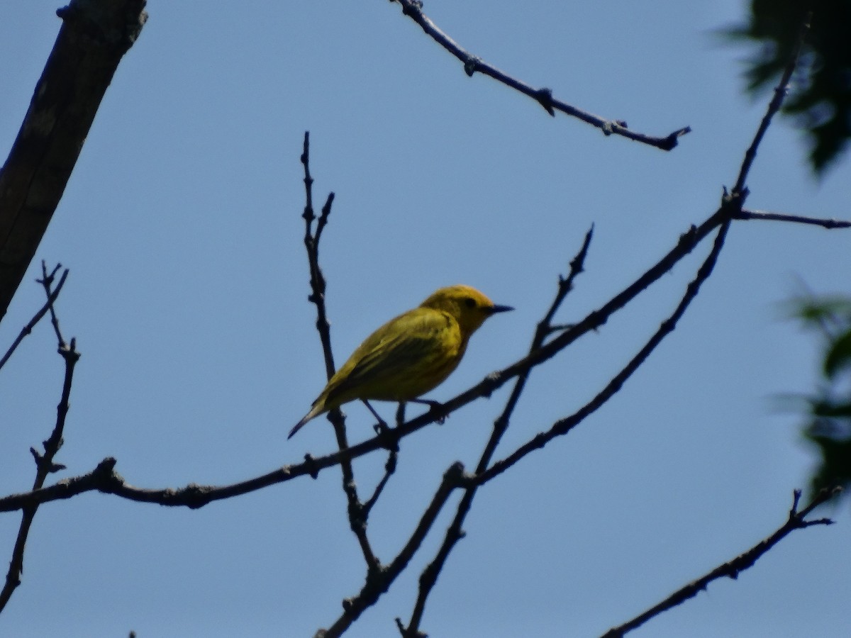 Yellow Warbler - Jeffrey Sharpe