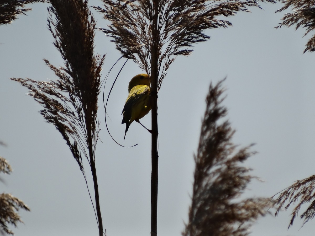 Yellow Warbler - Jeffrey Sharpe