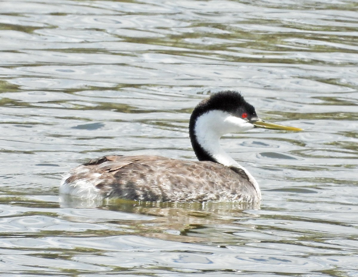 Western Grebe - Sharon Dewart-Hansen