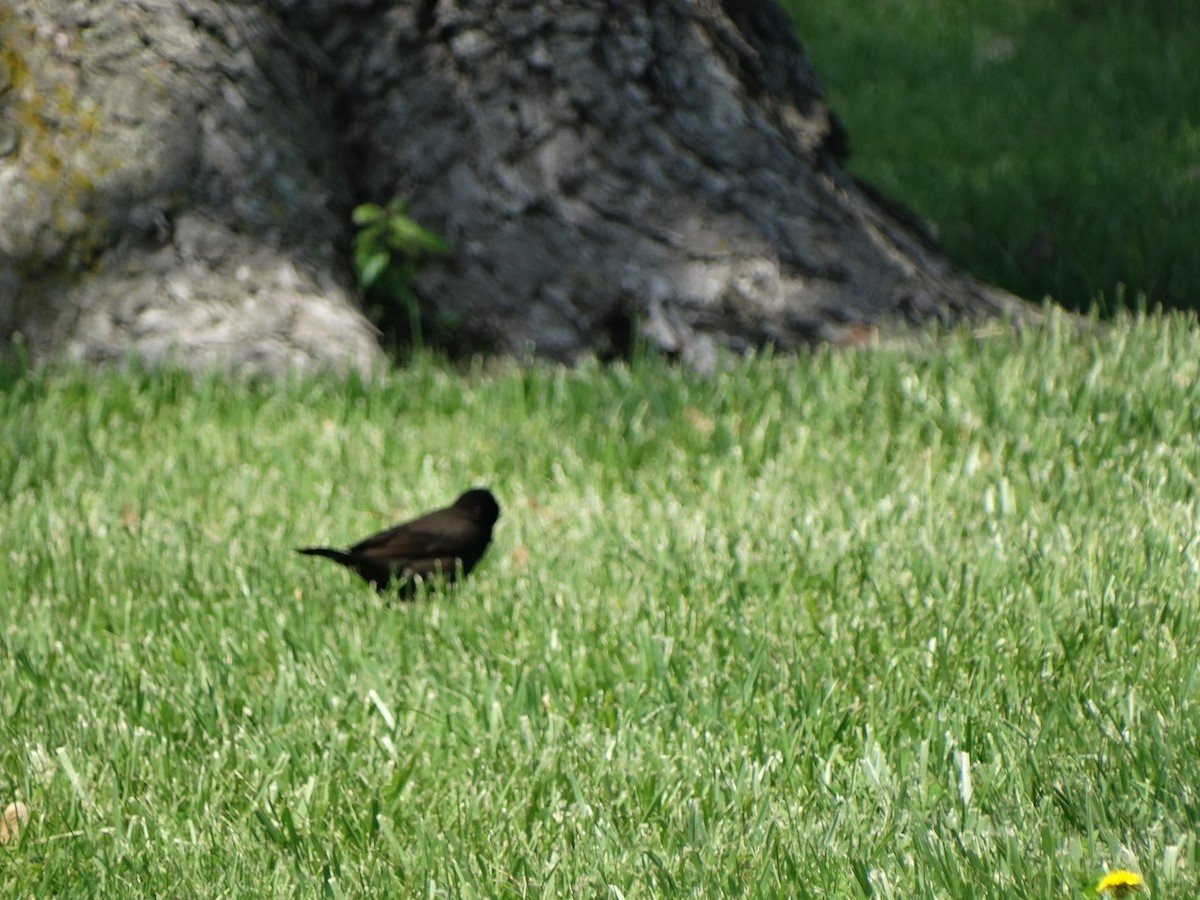 bird sp. - Jeffrey Sharpe