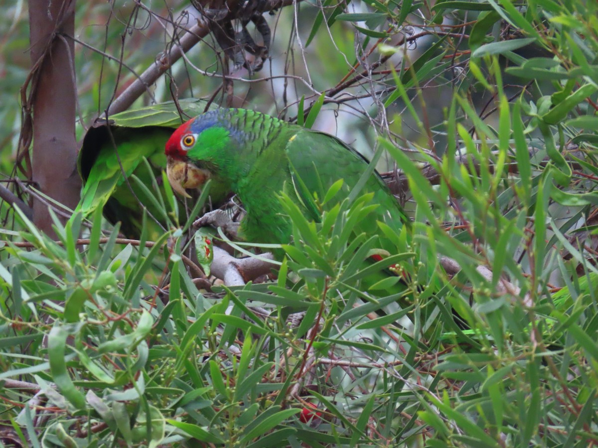 Red-crowned Parrot - karen pinckard