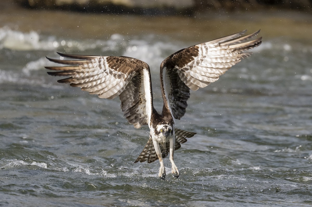 Osprey - ML619249658