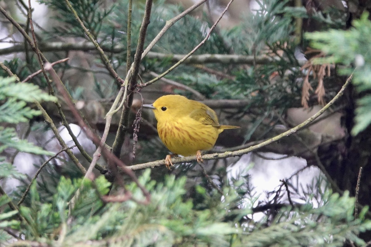 Yellow Warbler - June McDaniels