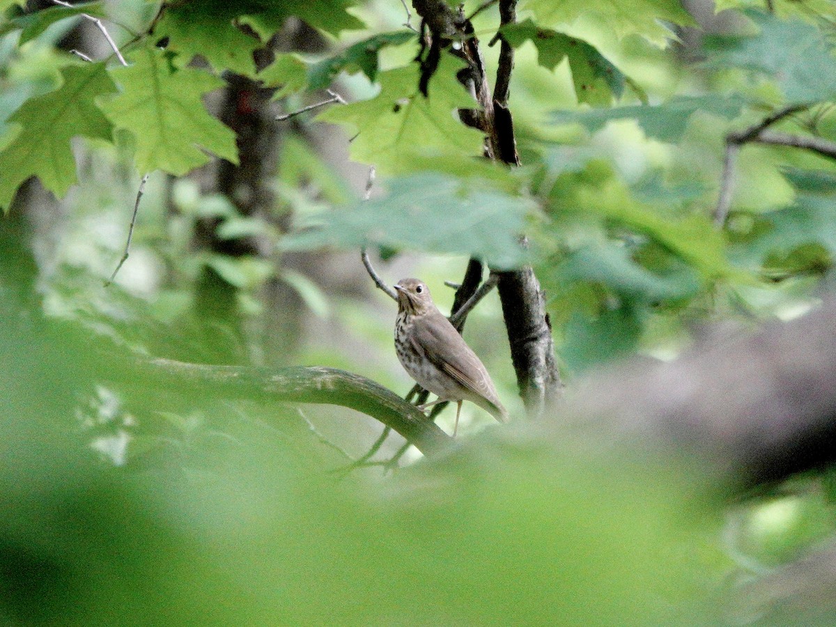 Swainson's Thrush - ML619249672