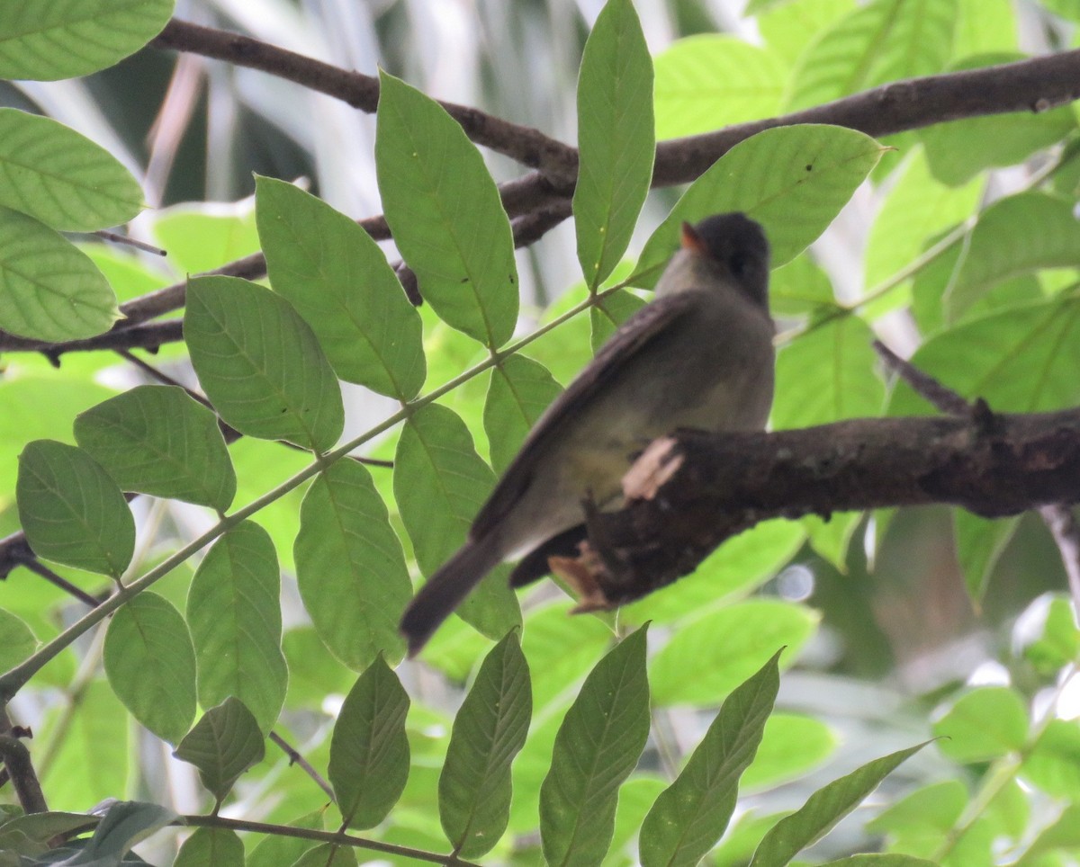 Southern Tropical Pewee - Marisel Morales