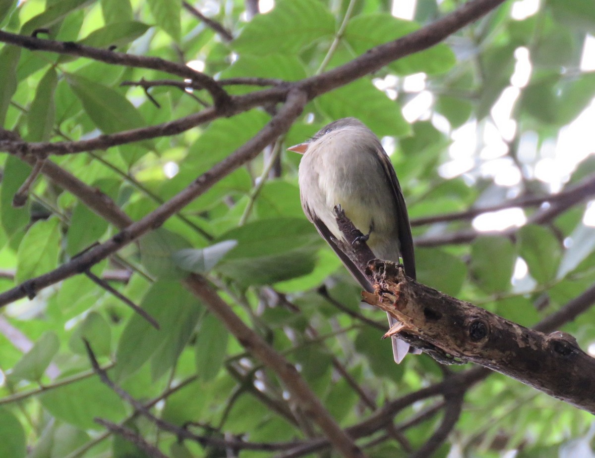 Pibí Tropical (grupo cinereus) - ML619249675