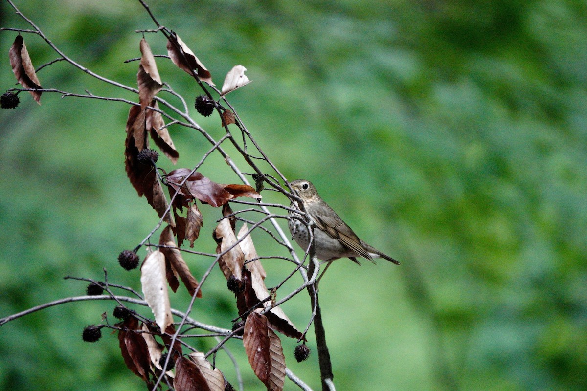 Swainson's Thrush - Yi-Ying Lee