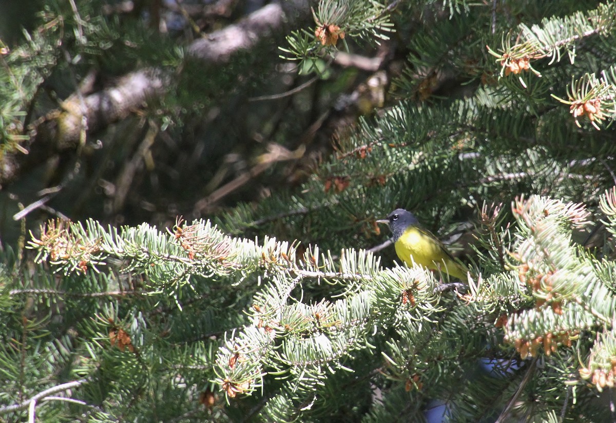 MacGillivray's Warbler - Jared Peck