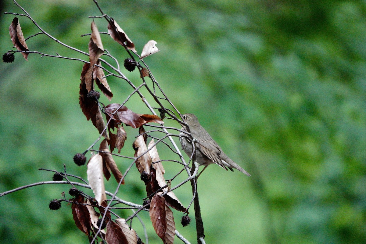 Swainson's Thrush - ML619249680