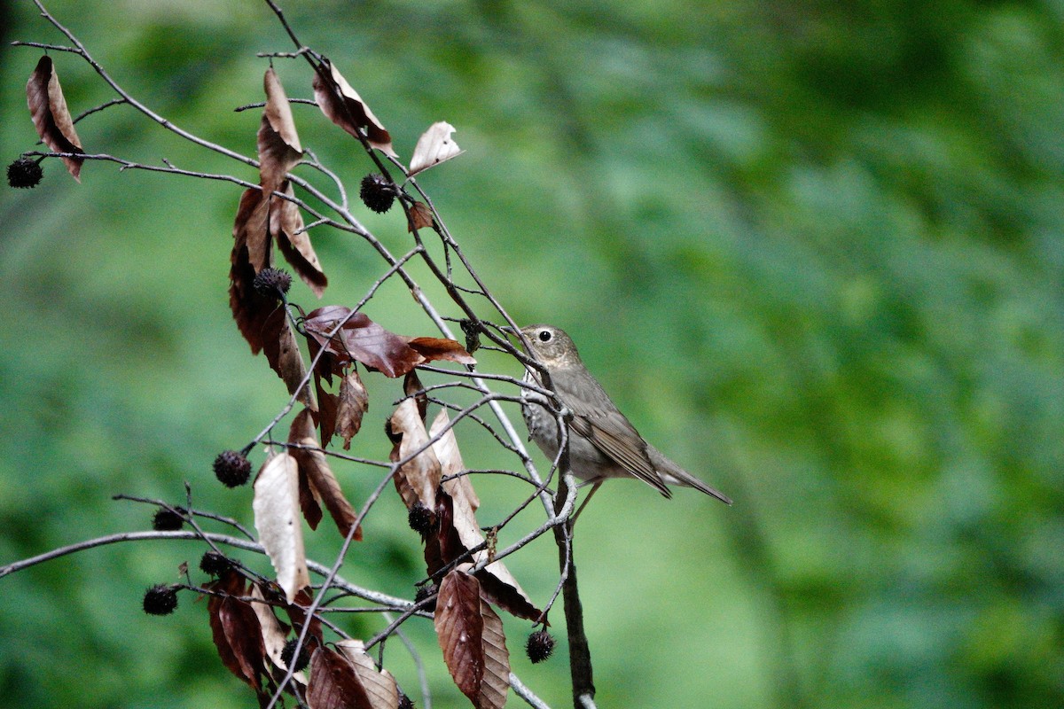 Swainson's Thrush - ML619249681