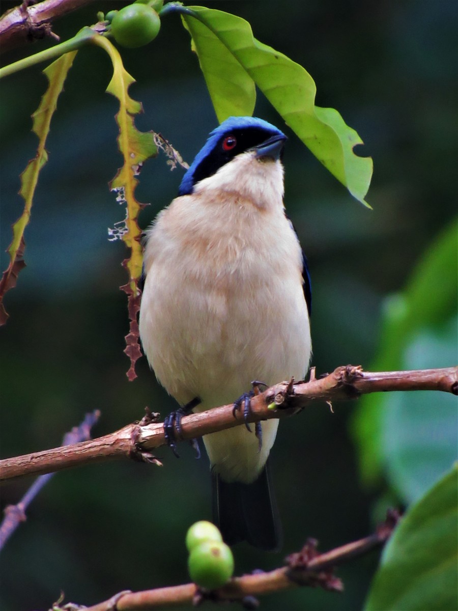 Fawn-breasted Tanager - Luis Moreno