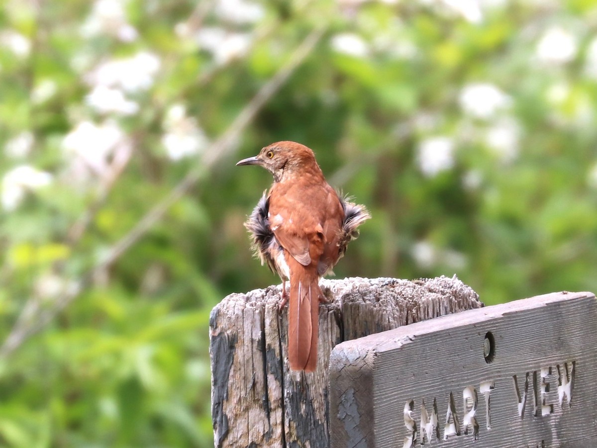 Brown Thrasher - ML619249708