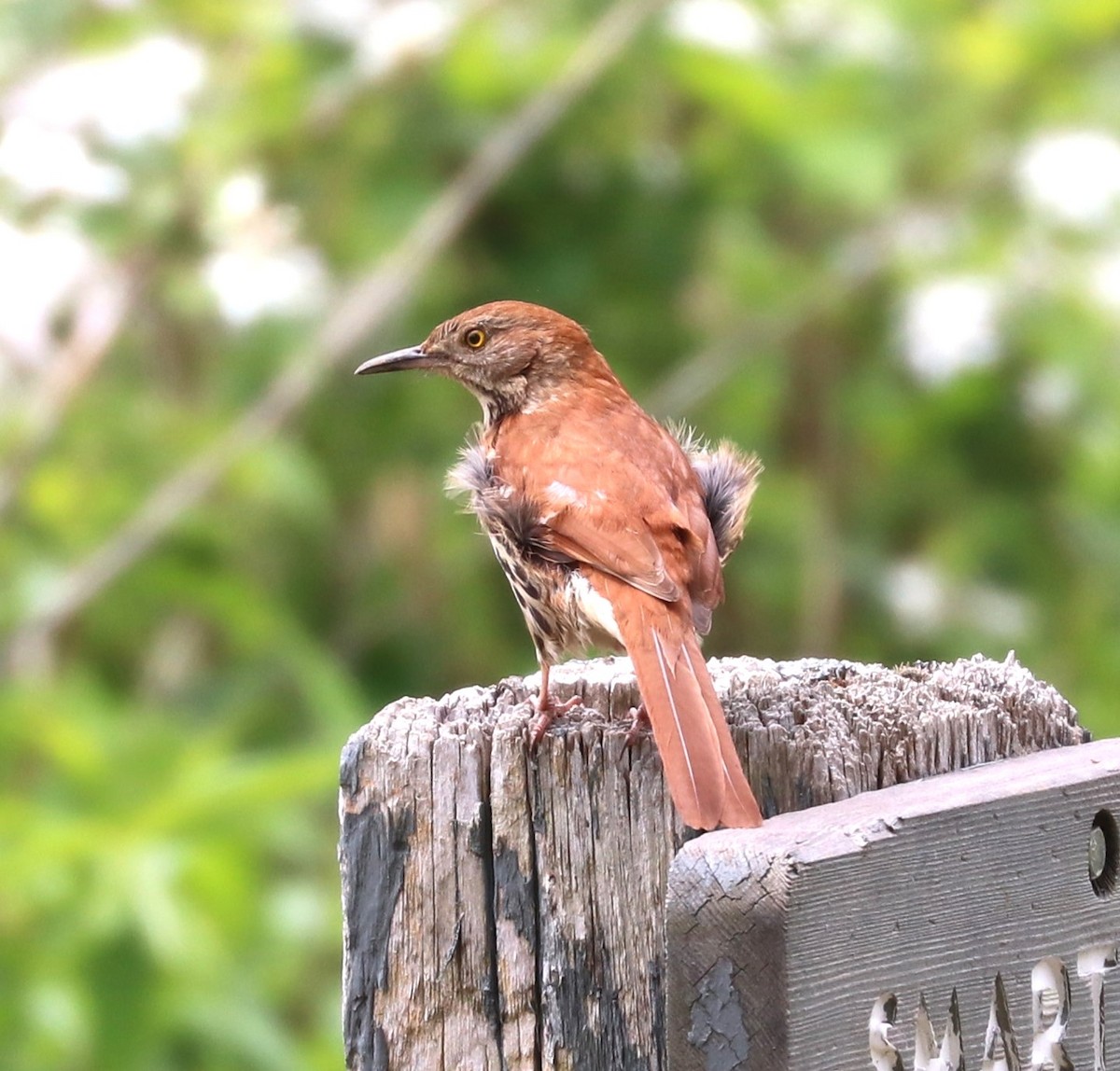 Brown Thrasher - ML619249709