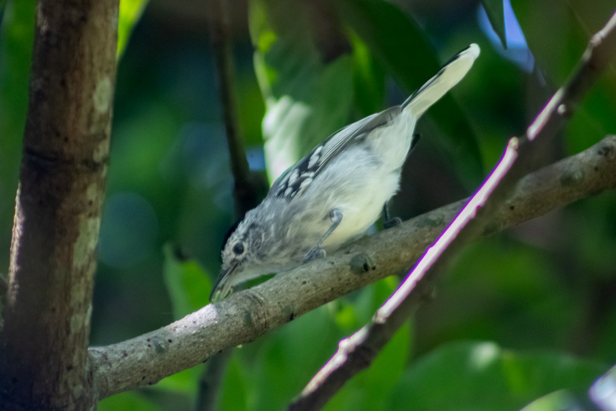 Black-capped Antwren - Francisco Valdevino Bezerra Neto