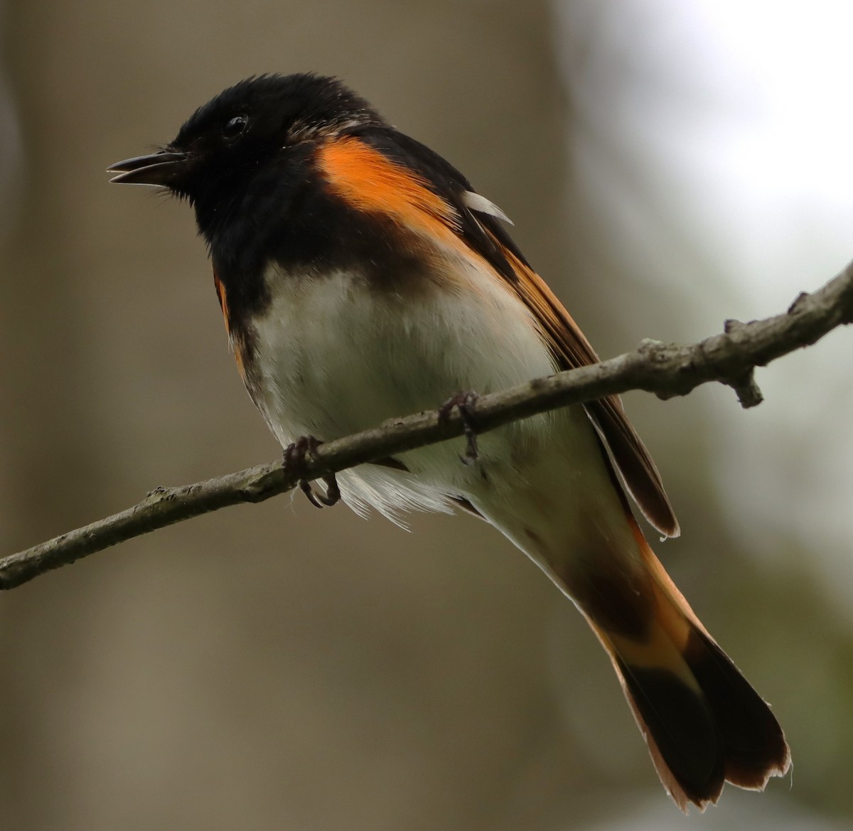 American Redstart - bill belford