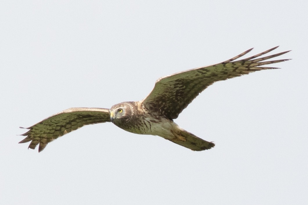 Northern Harrier - David Brown