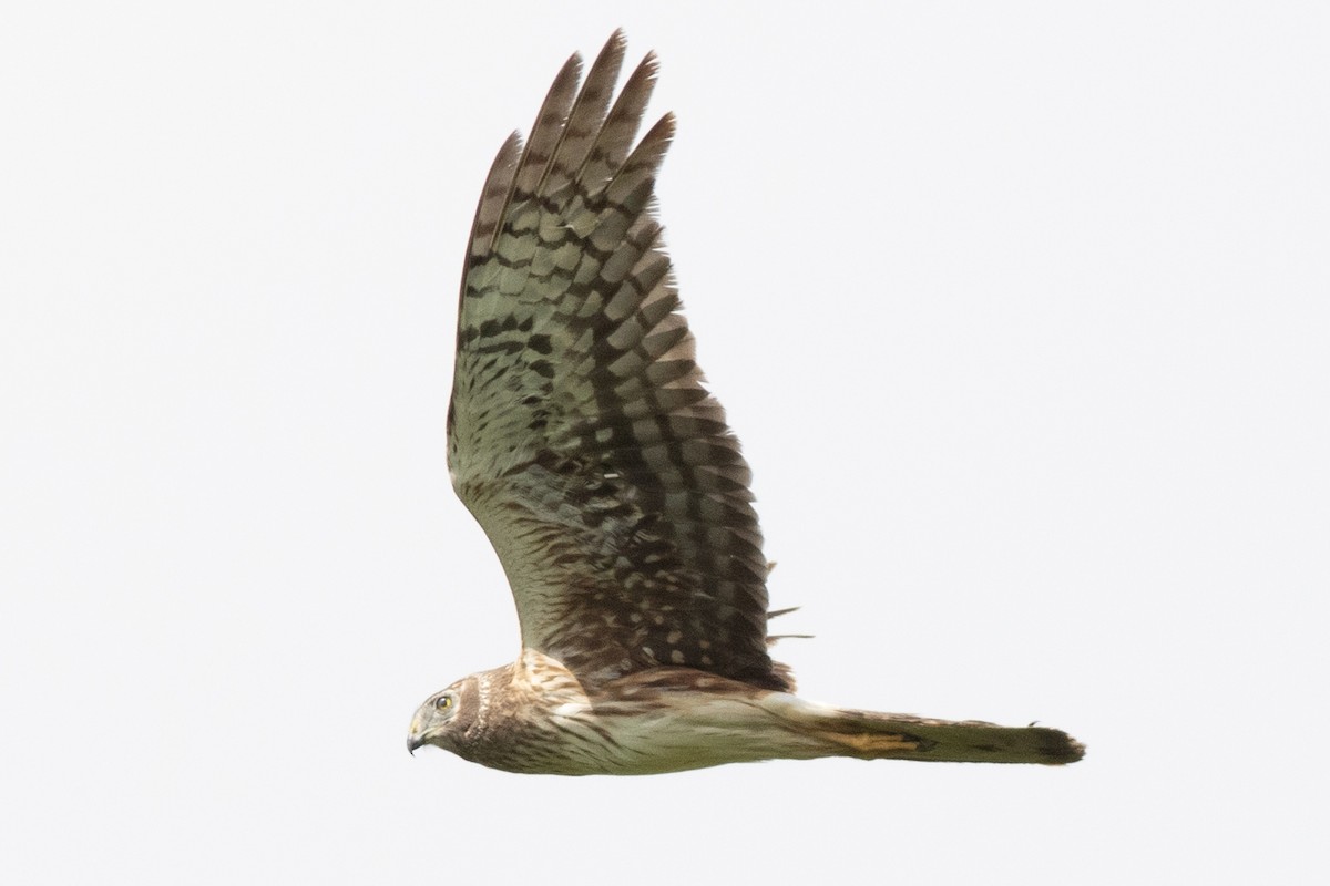 Northern Harrier - ML619249725