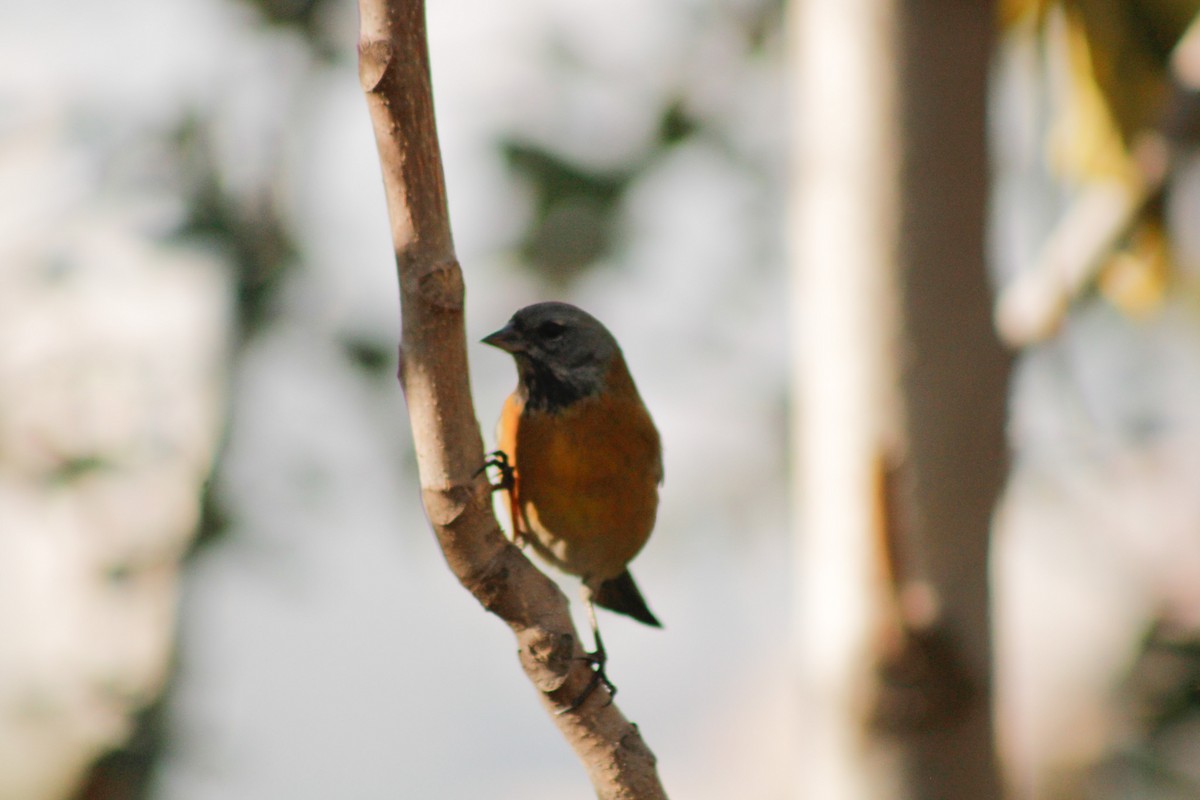 Gray-hooded Sierra Finch - Ada Rebolledo