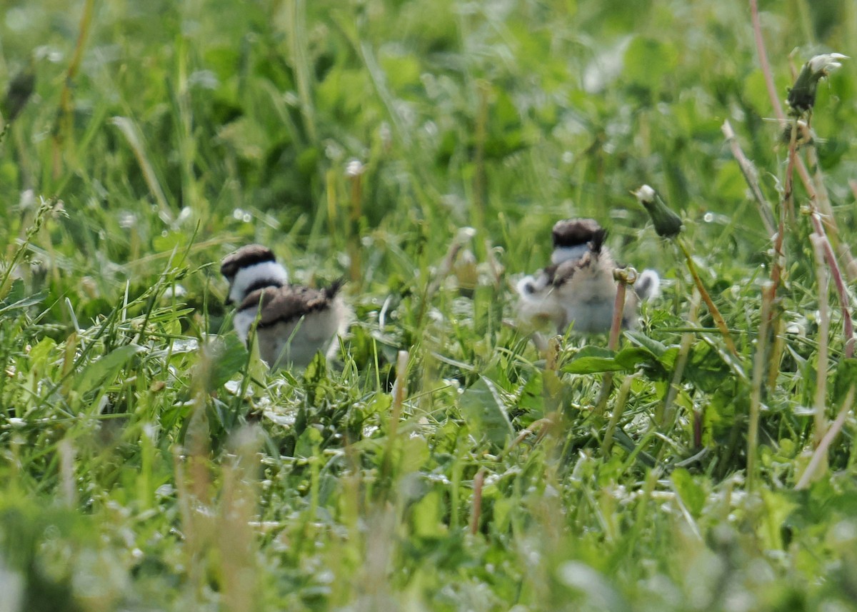 Killdeer - Gary J