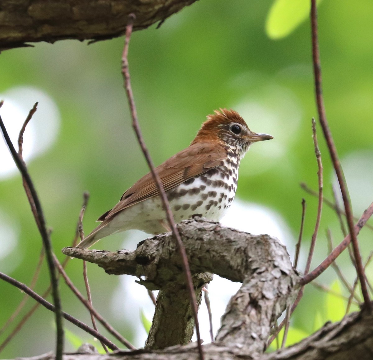 Wood Thrush - Herbert King