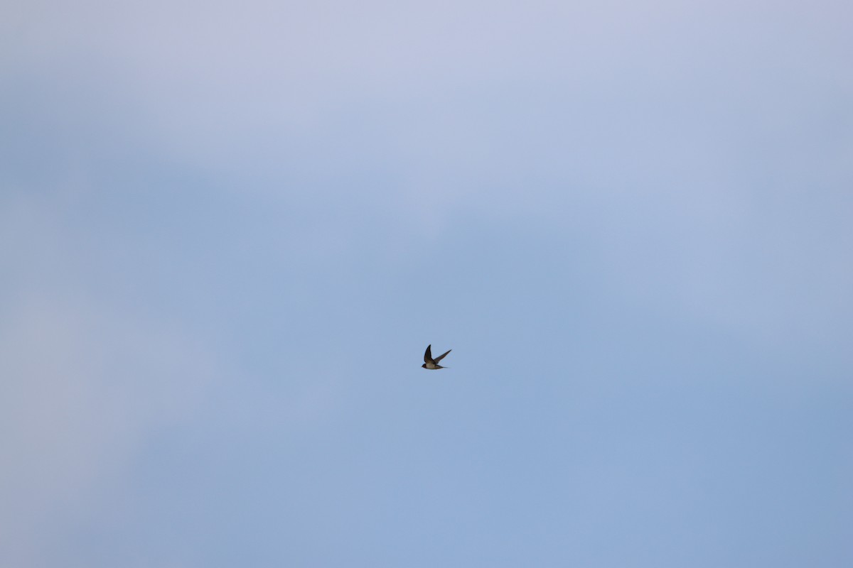 Barn Swallow - John Keegan