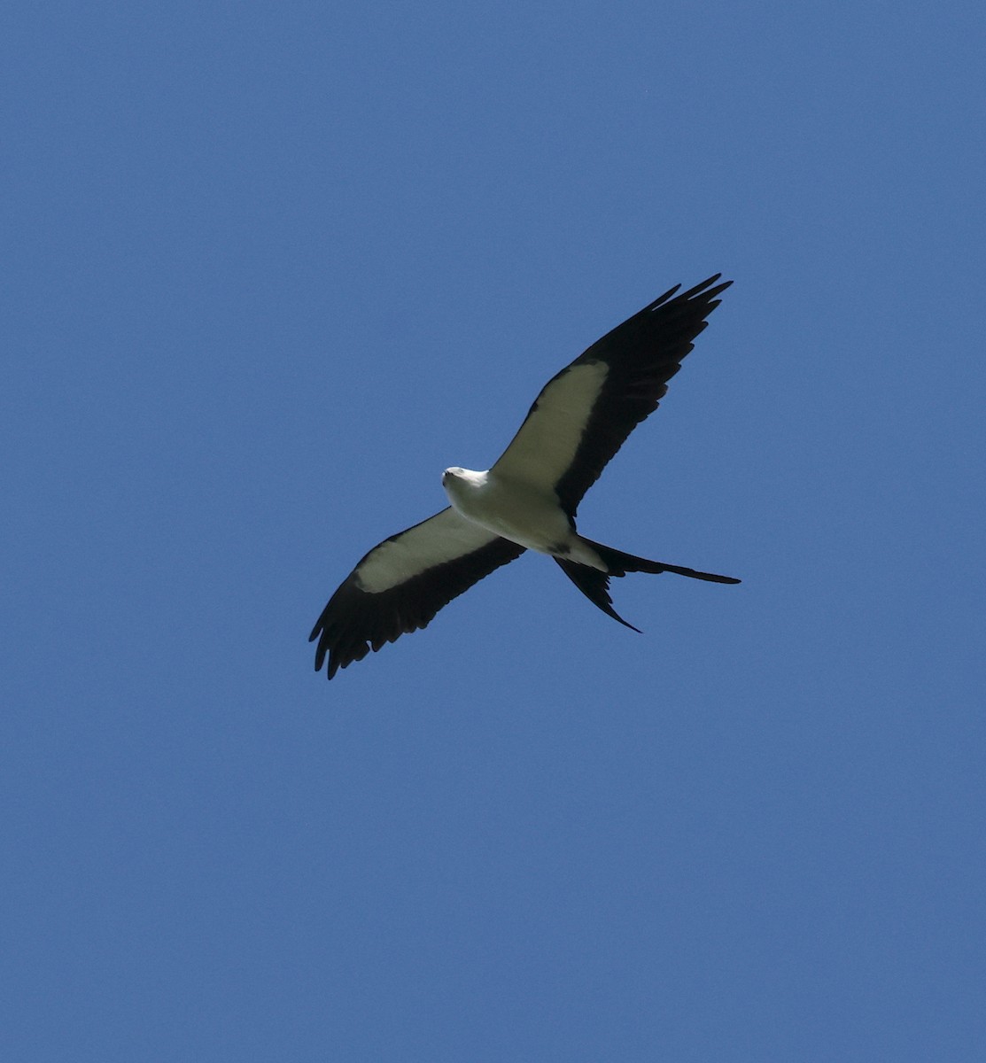 Swallow-tailed Kite - Bob Sicolo