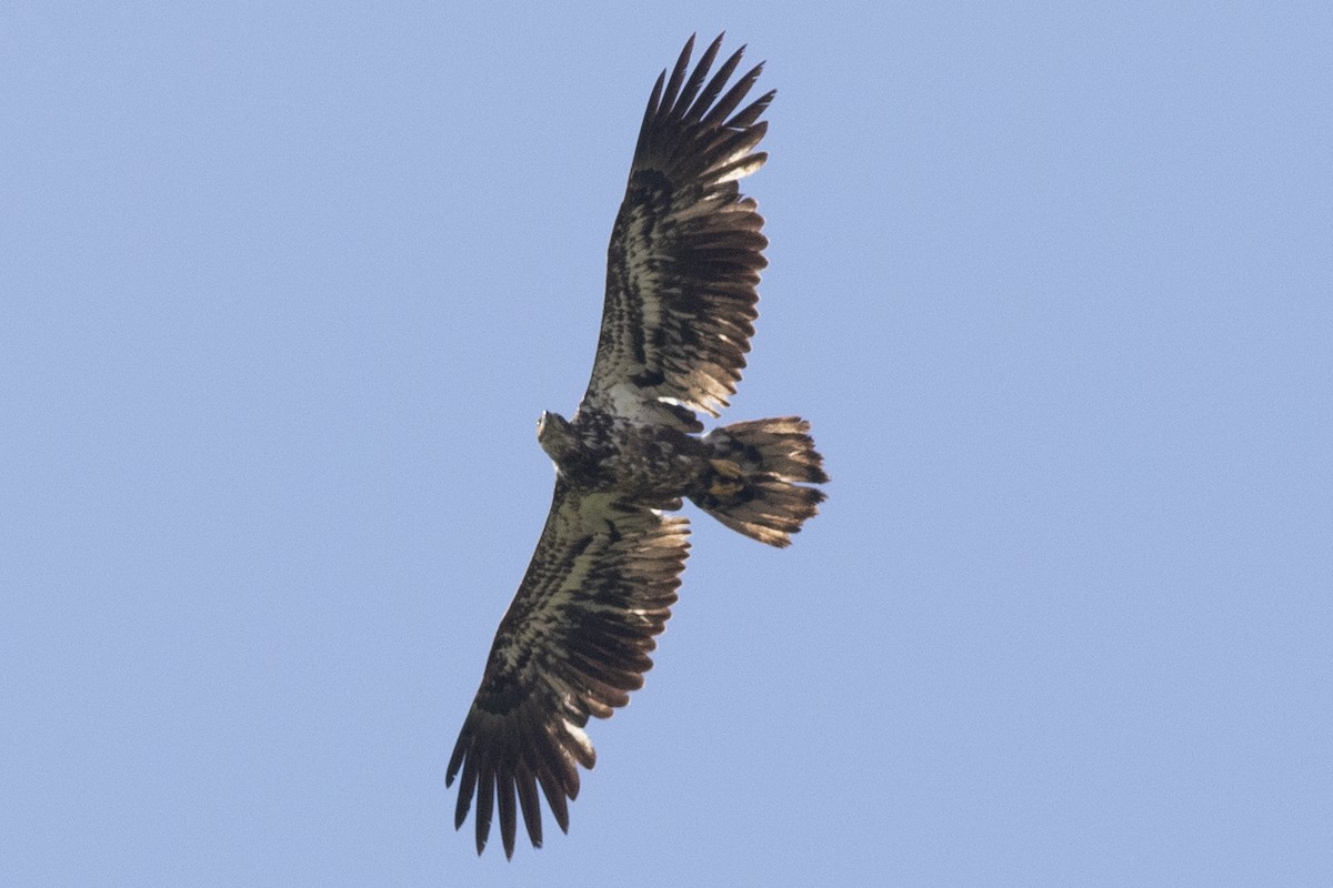 Bald Eagle - ML619249752