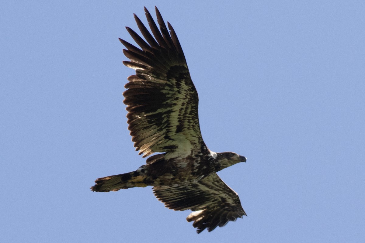 Bald Eagle - David Brown