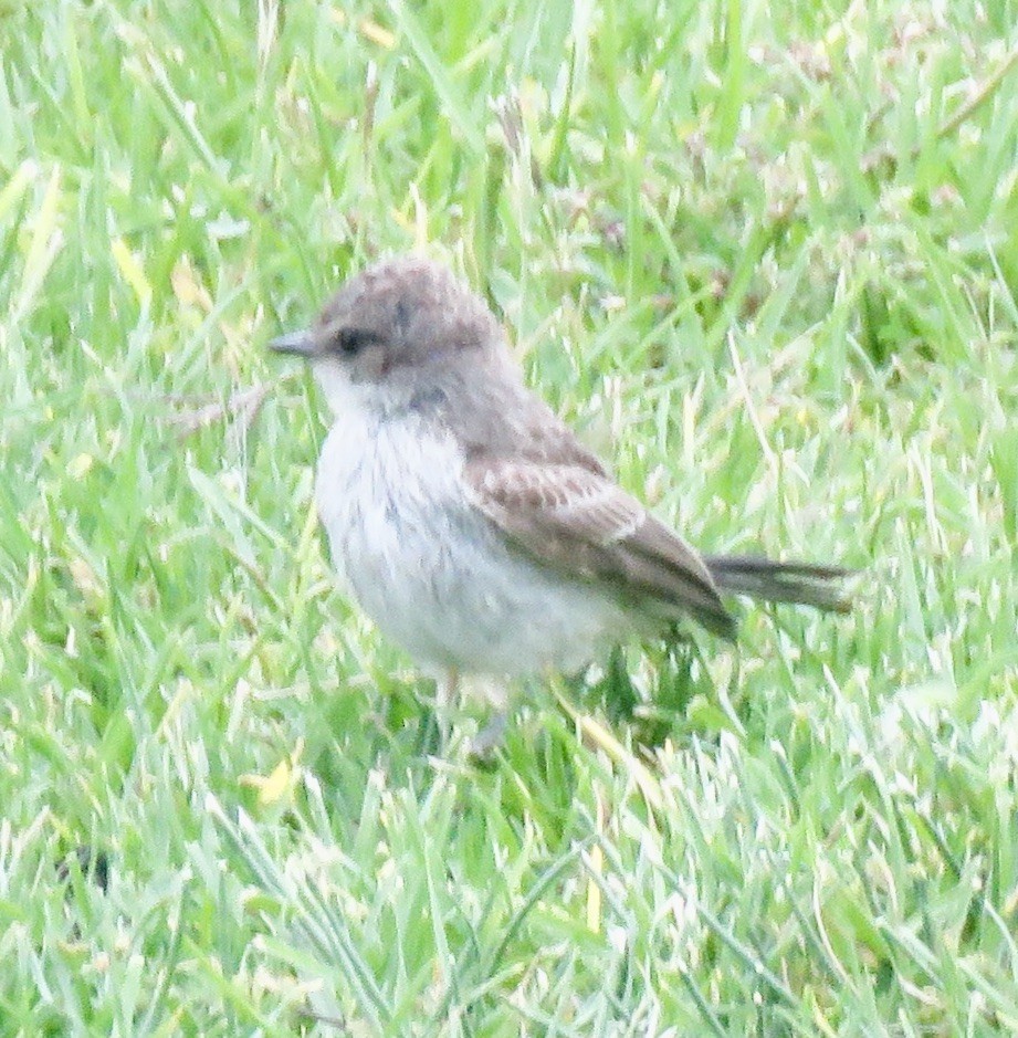 Vermilion Flycatcher - Richard  Barth